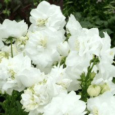 Кампанула / Дзвоники Елізабет Вайт | Campanula ‘Elizabeth White’ | Кампанула / Колокольчики Элизабет Уайт