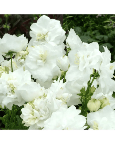 Кампанула / Дзвоники Елізабет Вайт | Campanula ‘Elizabeth White’ | Кампанула / Колокольчики Элизабет Уайт