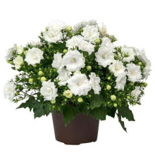 Кампанула / Дзвоники Елізабет Вайт | Campanula ‘Elizabeth White’ | Кампанула / Колокольчики Элизабет Уайт