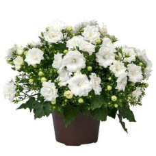 Кампанула / Дзвоники Елізабет Вайт | Campanula ‘Elizabeth White’ | Кампанула / Колокольчики Элизабет Уайт
