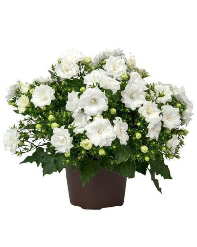 Кампанула / Дзвоники Елізабет Вайт | Campanula ‘Elizabeth White’ | Кампанула / Колокольчики Элизабет Уайт