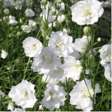 Кампанула / Дзвоники Елізабет Вайт | Campanula ‘Elizabeth White’ | Кампанула / Колокольчики Элизабет Уайт