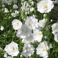 Кампанула / Дзвоники Елізабет Вайт | Campanula ‘Elizabeth White’ | Кампанула / Колокольчики Элизабет Уайт