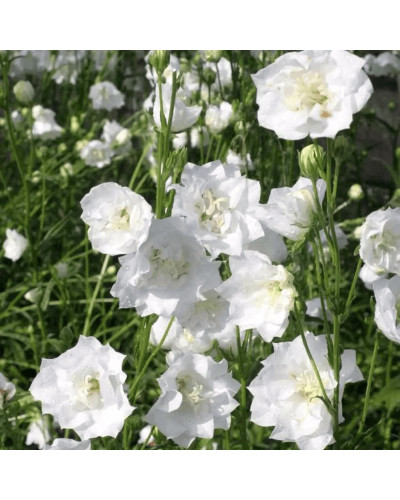 Кампанула / Дзвоники Елізабет Вайт | Campanula ‘Elizabeth White’ | Кампанула / Колокольчики Элизабет Уайт