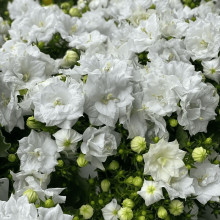 Кампанула / Дзвоники Елізабет Вайт | Campanula ‘Elizabeth White’ | Кампанула / Колокольчики Элизабет Уайт