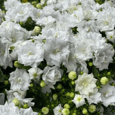 Кампанула / Дзвоники Елізабет Вайт | Campanula ‘Elizabeth White’ | Кампанула / Колокольчики Элизабет Уайт