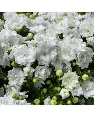 Кампанула / Дзвоники Елізабет Вайт | Campanula ‘Elizabeth White’ | Кампанула / Колокольчики Элизабет Уайт