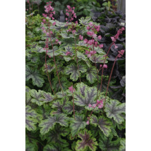 Гейхера гібридна ’Тапестрі’|Heuchera hybrida ’Tapestry’|Гейхера гибридная ’Тапестри’
