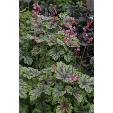Гейхера гібридна ’Тапестрі’|Heuchera hybrida ’Tapestry’|Гейхера гибридная ’Тапестри’