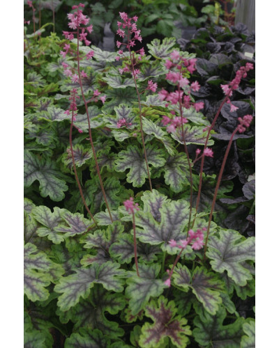 Гейхера гібридна ’Тапестрі’|Heuchera hybrida ’Tapestry’|Гейхера гибридная ’Тапестри’