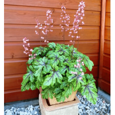 Гейхера гібридна ’Тапестрі’|Heuchera hybrida ’Tapestry’|Гейхера гибридная ’Тапестри’