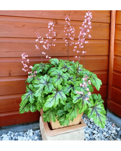 Гейхера гібридна ’Тапестрі’|Heuchera hybrida ’Tapestry’|Гейхера гибридная ’Тапестри’