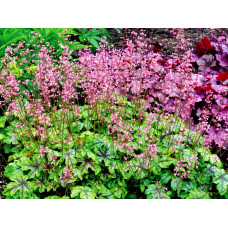 Гейхера гібридна ’Тапестрі’|Heuchera hybrida ’Tapestry’|Гейхера гибридная ’Тапестри’