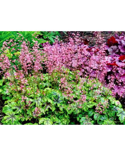 Гейхера гібридна ’Тапестрі’|Heuchera hybrida ’Tapestry’|Гейхера гибридная ’Тапестри’