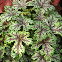 Гейхера гібридна ’Тапестрі’|Heuchera hybrida ’Tapestry’|Гейхера гибридная ’Тапестри’