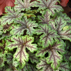 Гейхера гібридна ’Тапестрі’|Heuchera hybrida ’Tapestry’|Гейхера гибридная ’Тапестри’