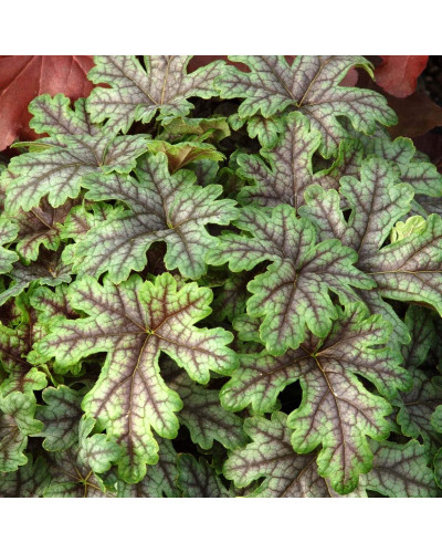 Гейхера гібридна ’Тапестрі’|Heuchera hybrida ’Tapestry’|Гейхера гибридная ’Тапестри’