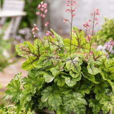 Гейхера гібридна ’Тапестрі’|Heuchera hybrida ’Tapestry’|Гейхера гибридная ’Тапестри’