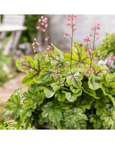 Гейхера гібридна ’Тапестрі’|Heuchera hybrida ’Tapestry’|Гейхера гибридная ’Тапестри’