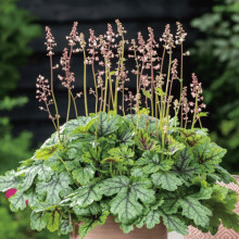 Гейхера гібридна ’Тапестрі’|Heuchera hybrida ’Tapestry’|Гейхера гибридная ’Тапестри’
