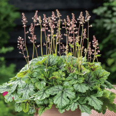 Гейхера гібридна ’Тапестрі’|Heuchera hybrida ’Tapestry’|Гейхера гибридная ’Тапестри’