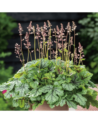 Гейхера гібридна ’Тапестрі’|Heuchera hybrida ’Tapestry’|Гейхера гибридная ’Тапестри’