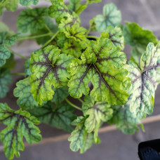 Гейхера гібридна ’Тапестрі’|Heuchera hybrida ’Tapestry’|Гейхера гибридная ’Тапестри’