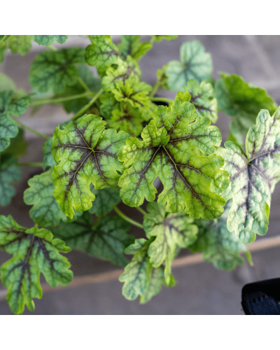 Гейхера гібридна ’Тапестрі’|Heuchera hybrida ’Tapestry’|Гейхера гибридная ’Тапестри’