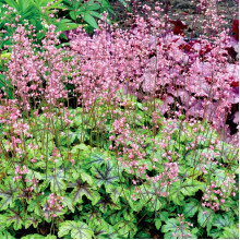 Гейхера гібридна ’Тапестрі’|Heuchera hybrida ’Tapestry’|Гейхера гибридная ’Тапестри’