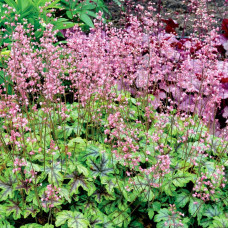 Гейхера гібридна ’Тапестрі’|Heuchera hybrida ’Tapestry’|Гейхера гибридная ’Тапестри’