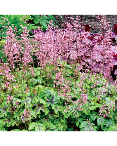 Гейхера гібридна ’Тапестрі’|Heuchera hybrida ’Tapestry’|Гейхера гибридная ’Тапестри’