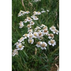 Деревій цілолистий|Achillea ptarmica|Тысячелистник цельнолистный