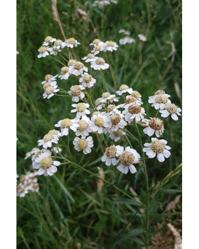 Деревій цілолистий|Achillea ptarmica|Тысячелистник цельнолистный