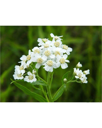 Деревій цілолистий|Achillea ptarmica|Тысячелистник цельнолистный