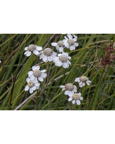 Деревій цілолистий|Achillea ptarmica|Тысячелистник цельнолистный