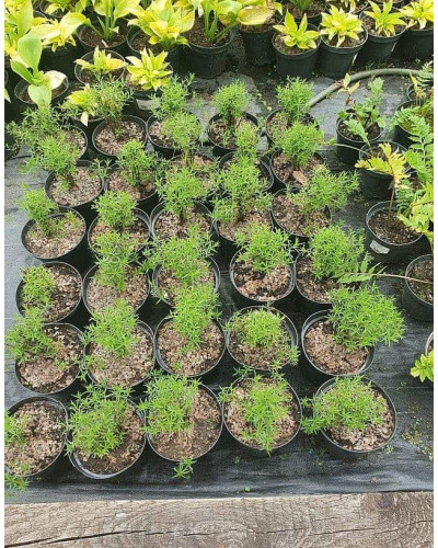 Деревій цілолистий|Achillea ptarmica|Тысячелистник цельнолистный