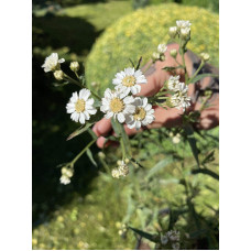 Деревій цілолистий|Achillea ptarmica|Тысячелистник цельнолистный