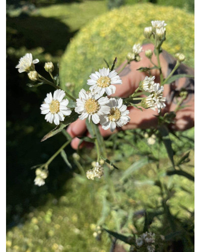 Деревій цілолистий|Achillea ptarmica|Тысячелистник цельнолистный