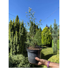 Деревій цілолистий|Achillea ptarmica|Тысячелистник цельнолистный