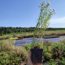 Деревій цілолистий|Achillea ptarmica|Тысячелистник цельнолистный