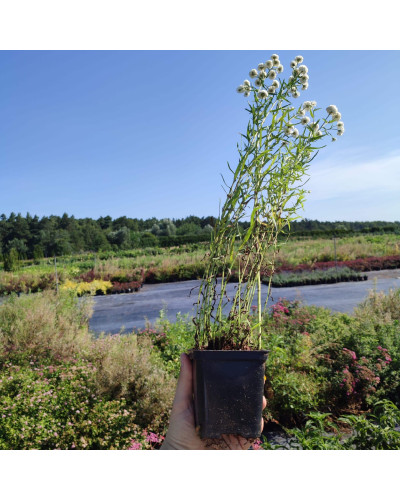 Деревій цілолистий|Achillea ptarmica|Тысячелистник цельнолистный