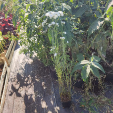 Деревій цілолистий|Achillea ptarmica|Тысячелистник цельнолистный