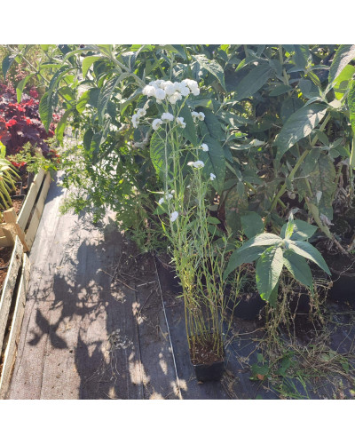 Деревій цілолистий|Achillea ptarmica|Тысячелистник цельнолистный