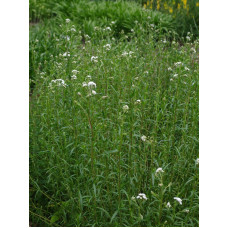 Деревій цілолистий|Achillea ptarmica|Тысячелистник цельнолистный