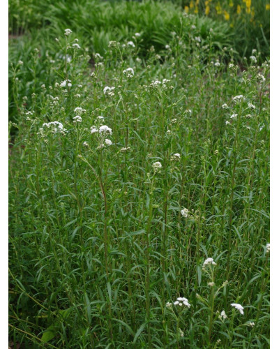 Деревій цілолистий|Achillea ptarmica|Тысячелистник цельнолистный