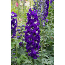 Дельфініум високий Меджік Фонтейн Дарк Блю Вайт Бі | Delphinium Magic Fountains Dark Blue White Bee | Дельфиниум высокий Меджик Фонтейн Дарк Блю Вайт Би