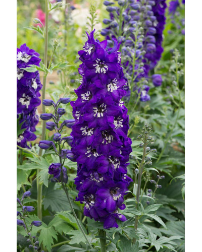 Дельфініум високий Меджік Фонтейн Дарк Блю Вайт Бі | Delphinium Magic Fountains Dark Blue White Bee | Дельфиниум высокий Меджик Фонтейн Дарк Блю Вайт Би