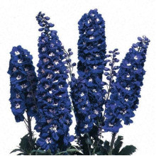 Дельфініум високий Меджік Фонтейн Дарк Блю Вайт Бі | Delphinium Magic Fountains Dark Blue White Bee | Дельфиниум высокий Меджик Фонтейн Дарк Блю Вайт Би