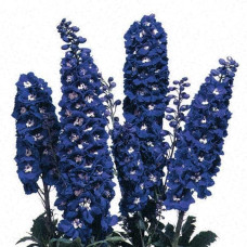 Дельфініум високий Меджік Фонтейн Дарк Блю Вайт Бі | Delphinium Magic Fountains Dark Blue White Bee | Дельфиниум высокий Меджик Фонтейн Дарк Блю Вайт Би