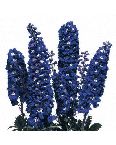 Дельфініум високий Меджік Фонтейн Дарк Блю Вайт Бі | Delphinium Magic Fountains Dark Blue White Bee | Дельфиниум высокий Меджик Фонтейн Дарк Блю Вайт Би